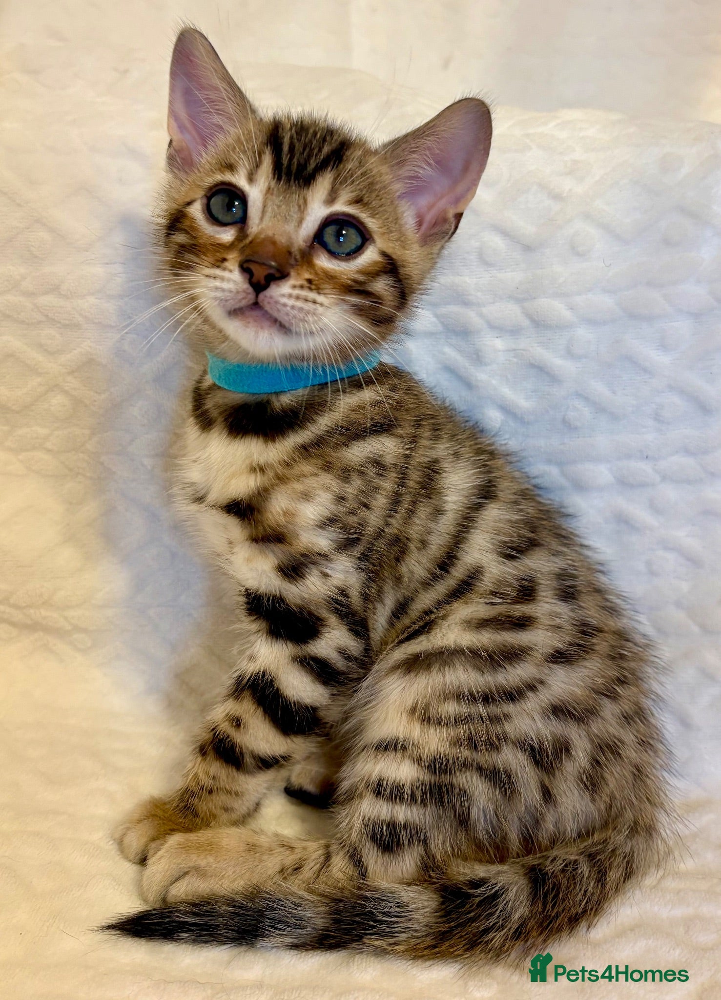 Bengal cats ⭐️ONLY ONE BENGAL KITTEN LEFT!⭐️ - Advert 2