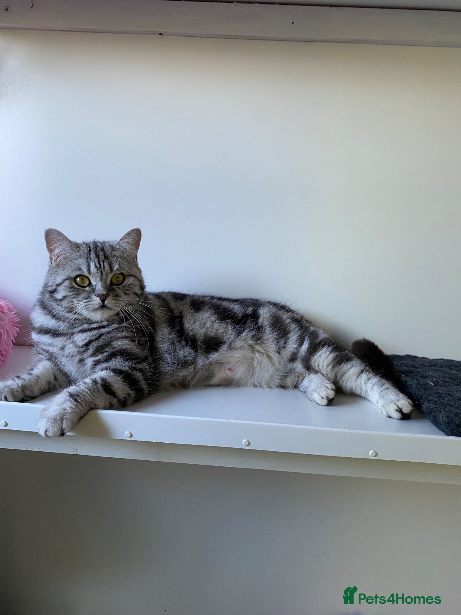 British Shorthair cats Two silver Tabby girls  - Advert 3