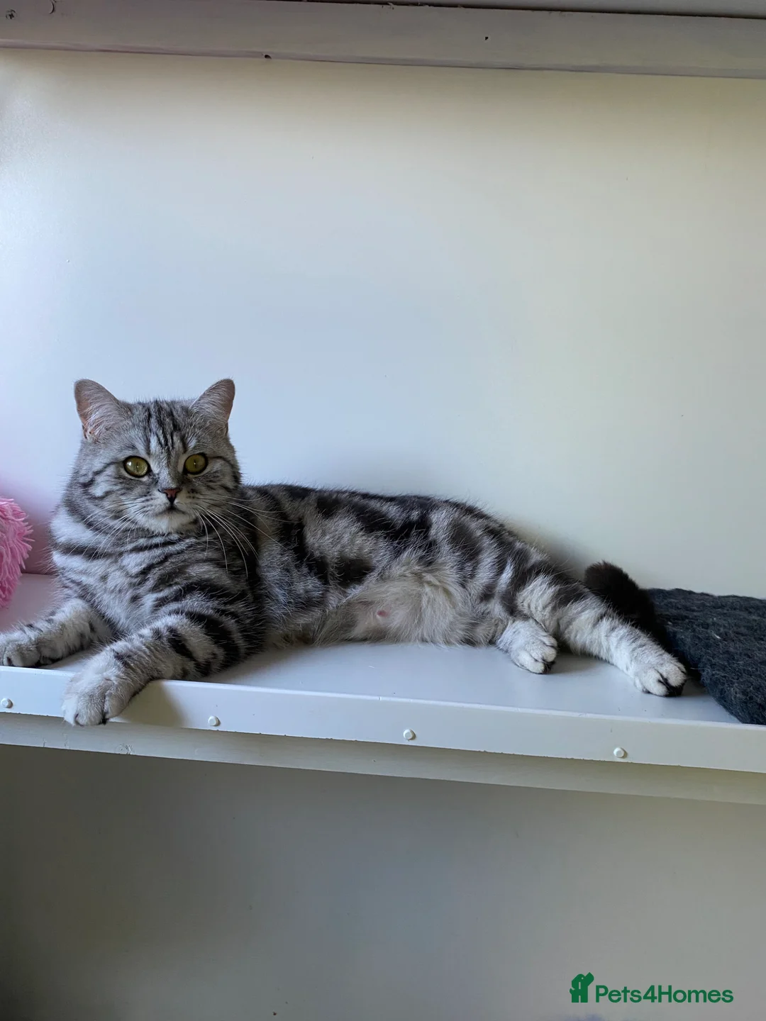 British Shorthair cats for sale: Two silver Tabby girls  - Advert 1