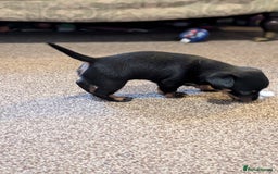 Mixed Breed dogs for sale: Pomchi x Dachshund 3 females  - Advert 9