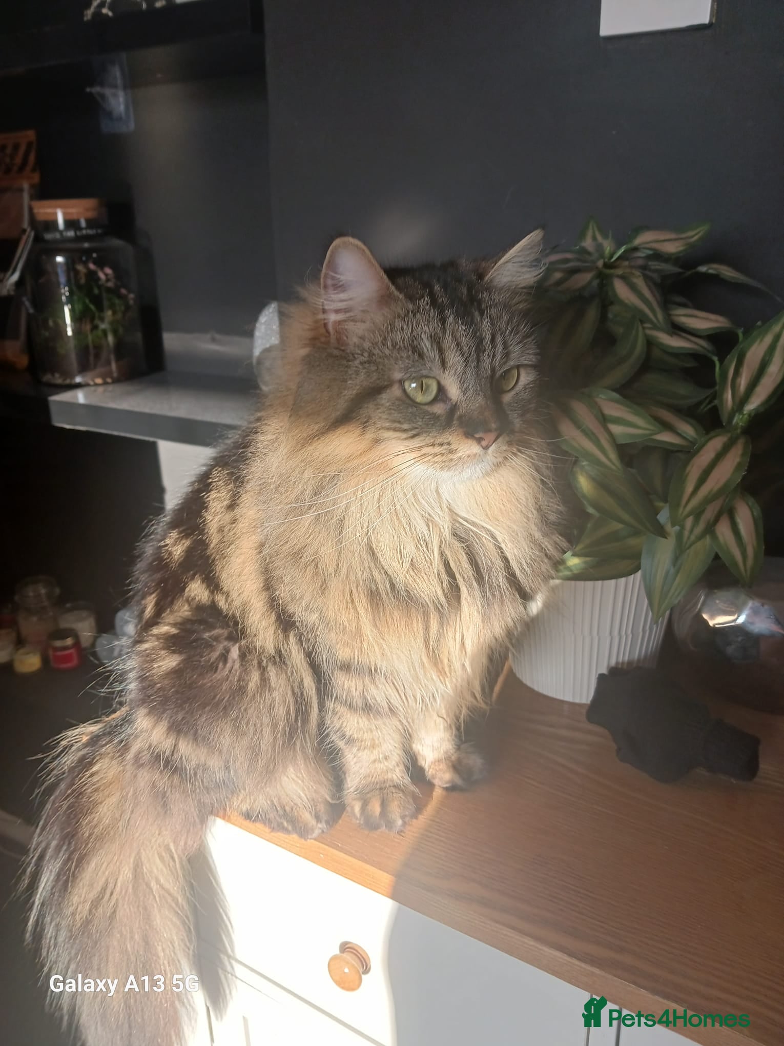 Mixed Breed cats Lottie for a forever home 🩷 - Advert 1