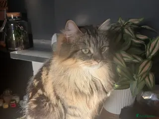 Mixed Breed cats Lottie for a forever home 🩷 - Advert 1