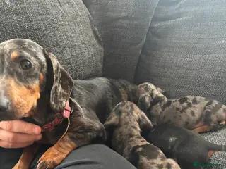 Dachshund dogs 3 male dachshund puppies - Advert 5