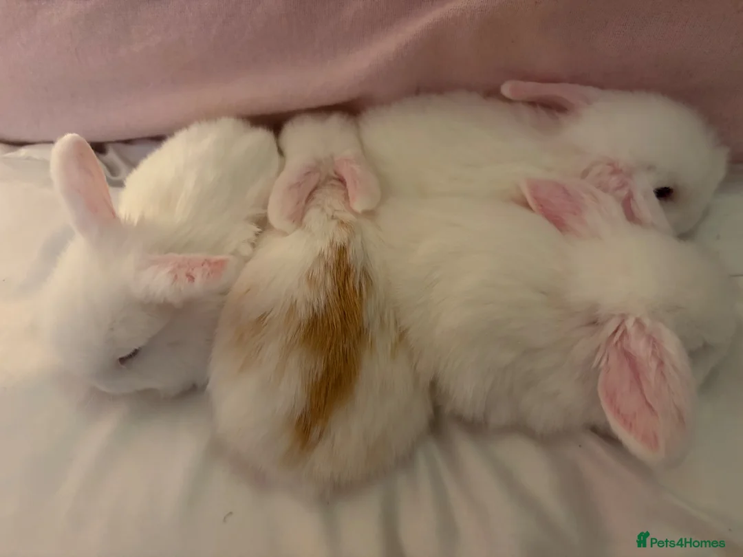Dwarf Lop rabbits for sale: Dwarf mini lop  in Torquay - Advert 2