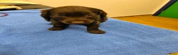 Cockapoo dogs for sale: Only 2 girls left! Gorgeous Cockapoo Puppies 🐾 - Advert 18