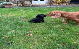 Cocker Spaniel dogs for sale: BLACK WORKING COCKER SPANIELS - Bitch and Dog - Image 22