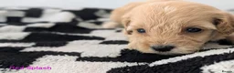Cavapoochon dogs for sale: PRA Clear genetically DNA Tested Cavapoochons in Towcester - Advert 21
