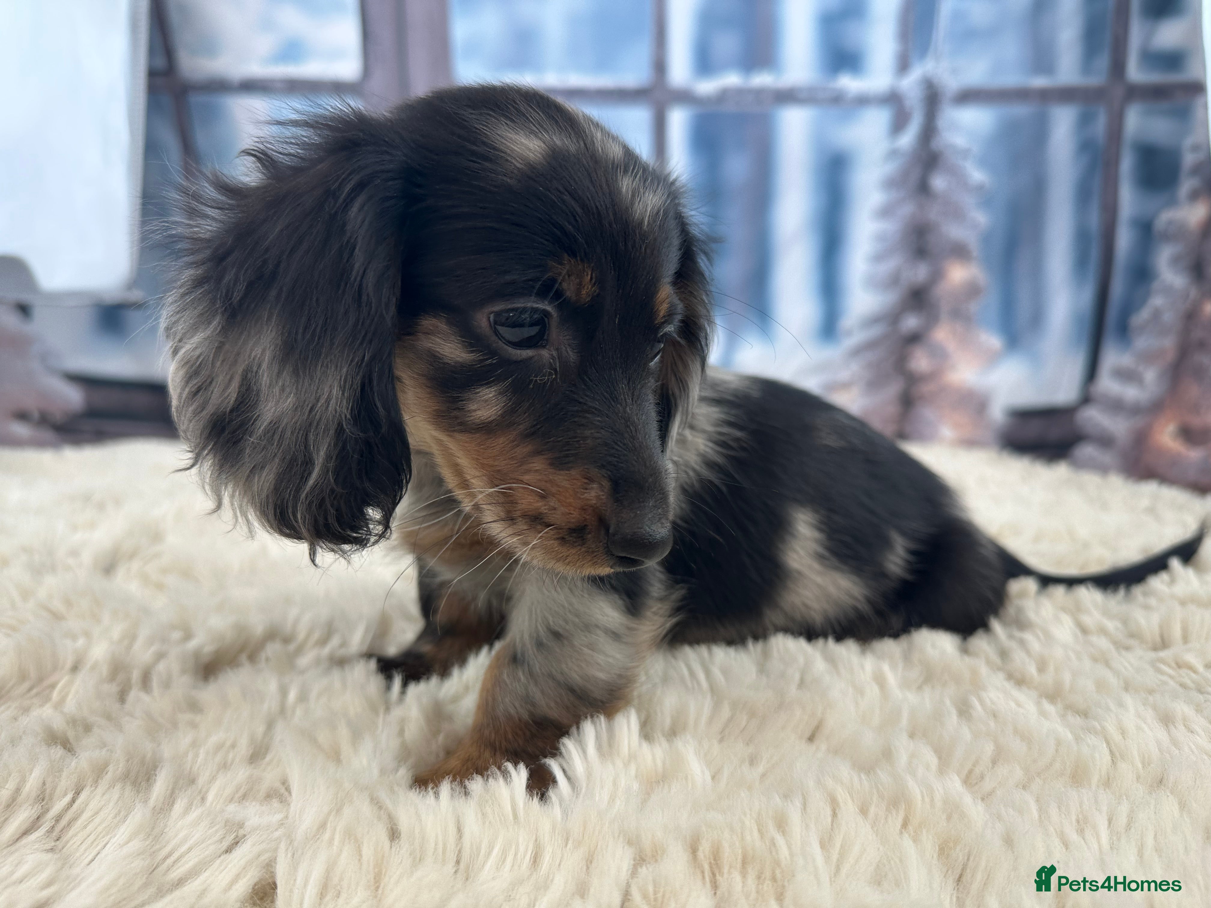 Miniature Dachshund dogs 🐾Mini long haired dachshunds🐾 - Advert 9