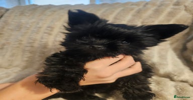 Yorkshire Terrier dogs - Advert 2