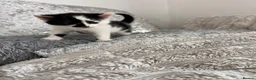 Mixed Breed cats for sale:     Beautiful Healthy Kittens Ready To Reserve  - Advert 3