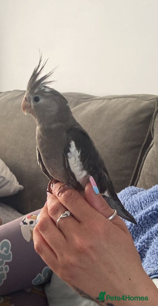 Cockatiels birds Cockateil in Pontefract - Advert 1