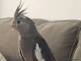 Cockatiels birds Cockateil in Pontefract - Advert 1