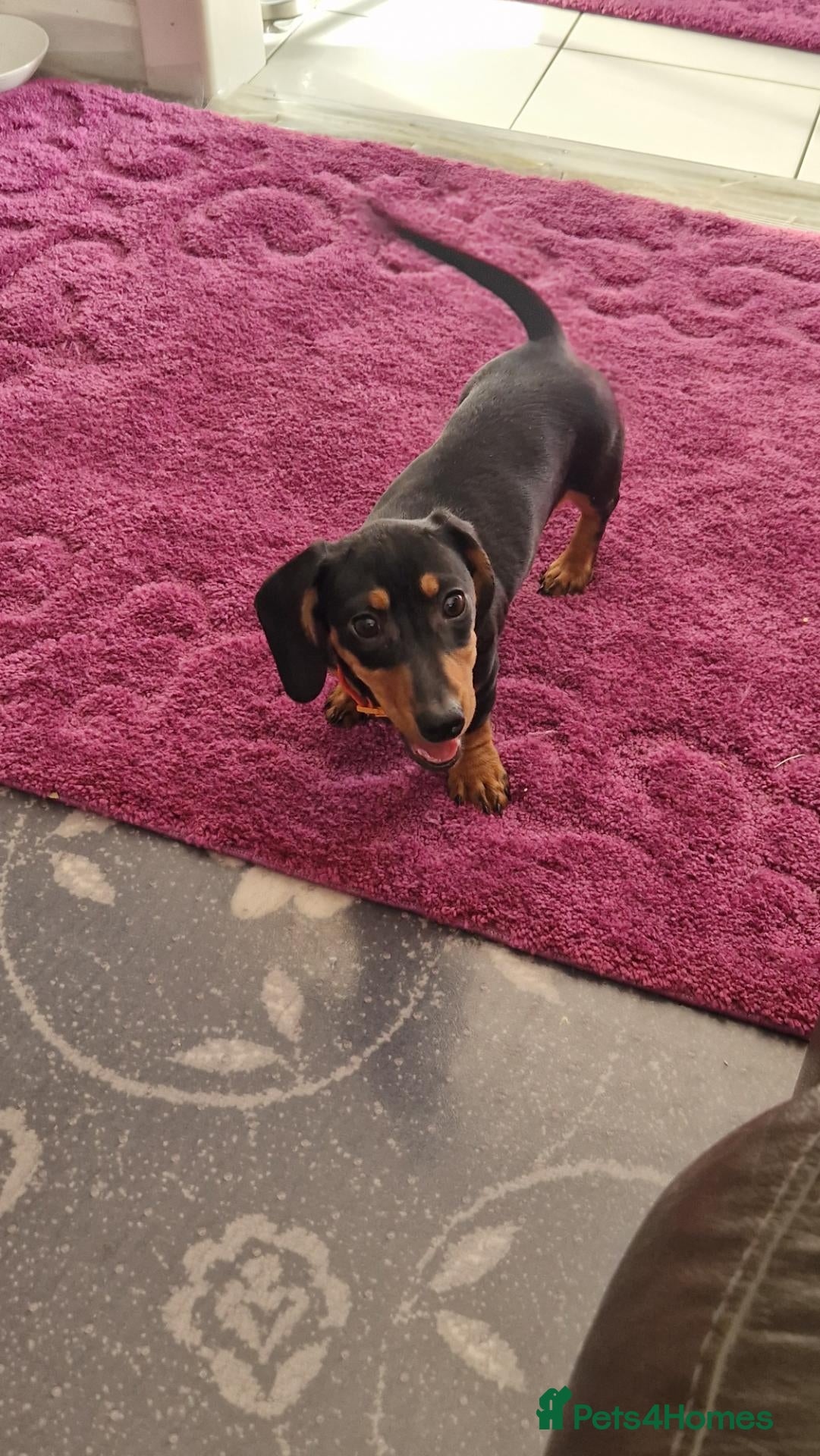 Miniature Dachshund dogs Reduced to go 1 girls kc pra clear  - Advert 2