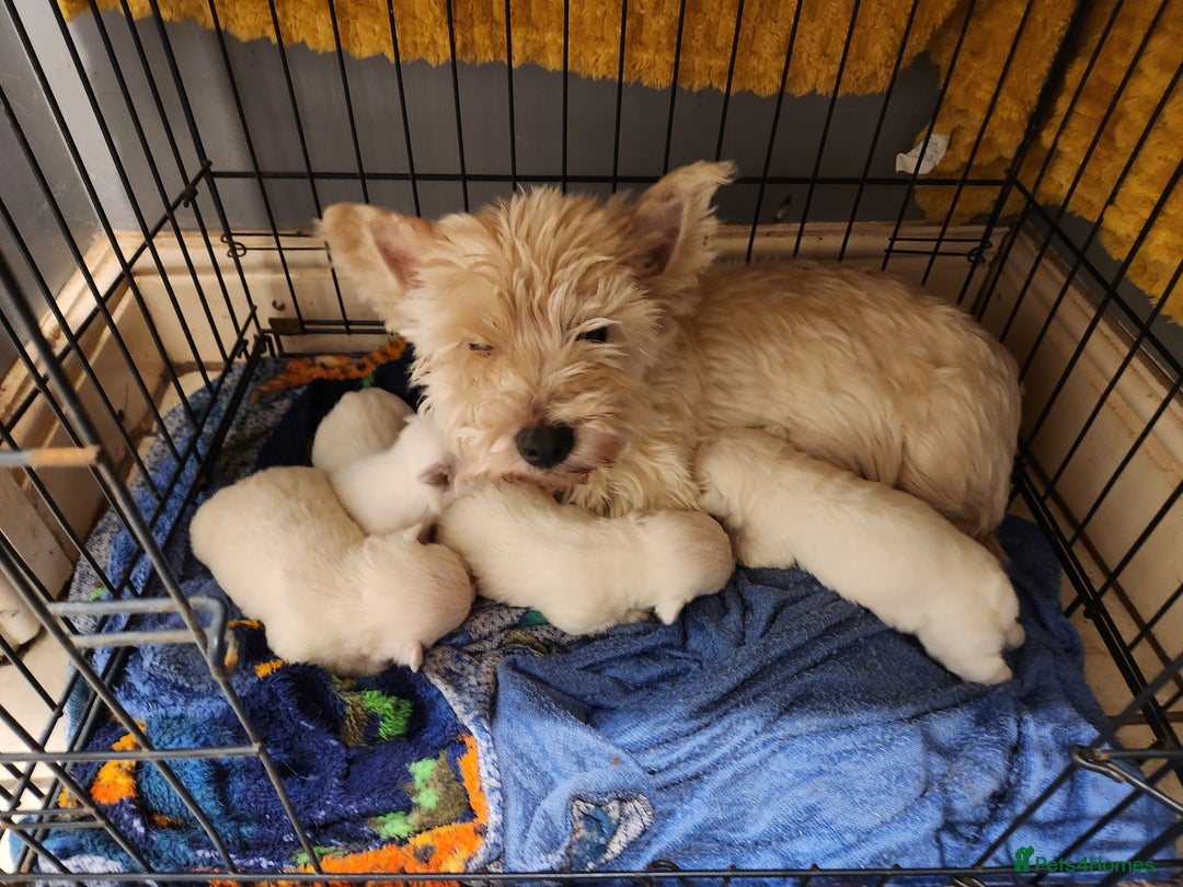 West Highland Terrier dogs for sale: West Highland White Terrier puppies - Advert 3