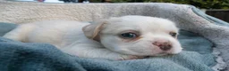 French Bulldog dogs for sale: RARE FLUFFY FRENCH BULLDOGS | 5KC REG | DNA CERT - Advert 8