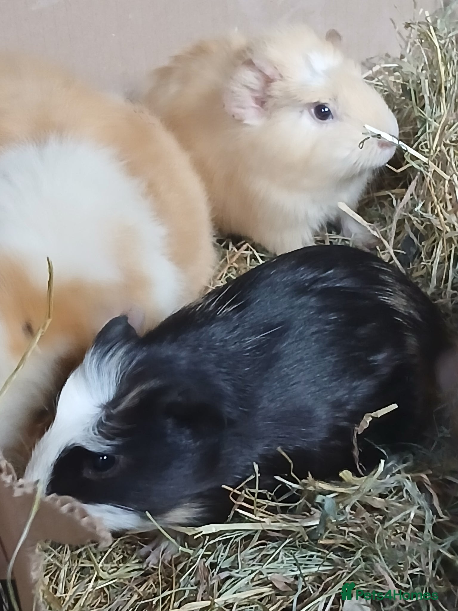 Guinea Pig rodents Bonded baby Boar Guinea Pigs for Sale - Advert 1