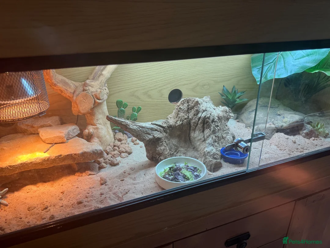 Bearded Dragon reptiles for sale: Bearded Dragon  - Advert 2