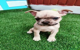 French Bulldog dogs for sale: French bulldog puppies  - Image 1