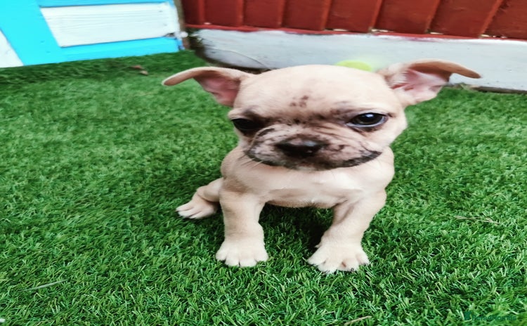 French Bulldog dogs - Advert 1