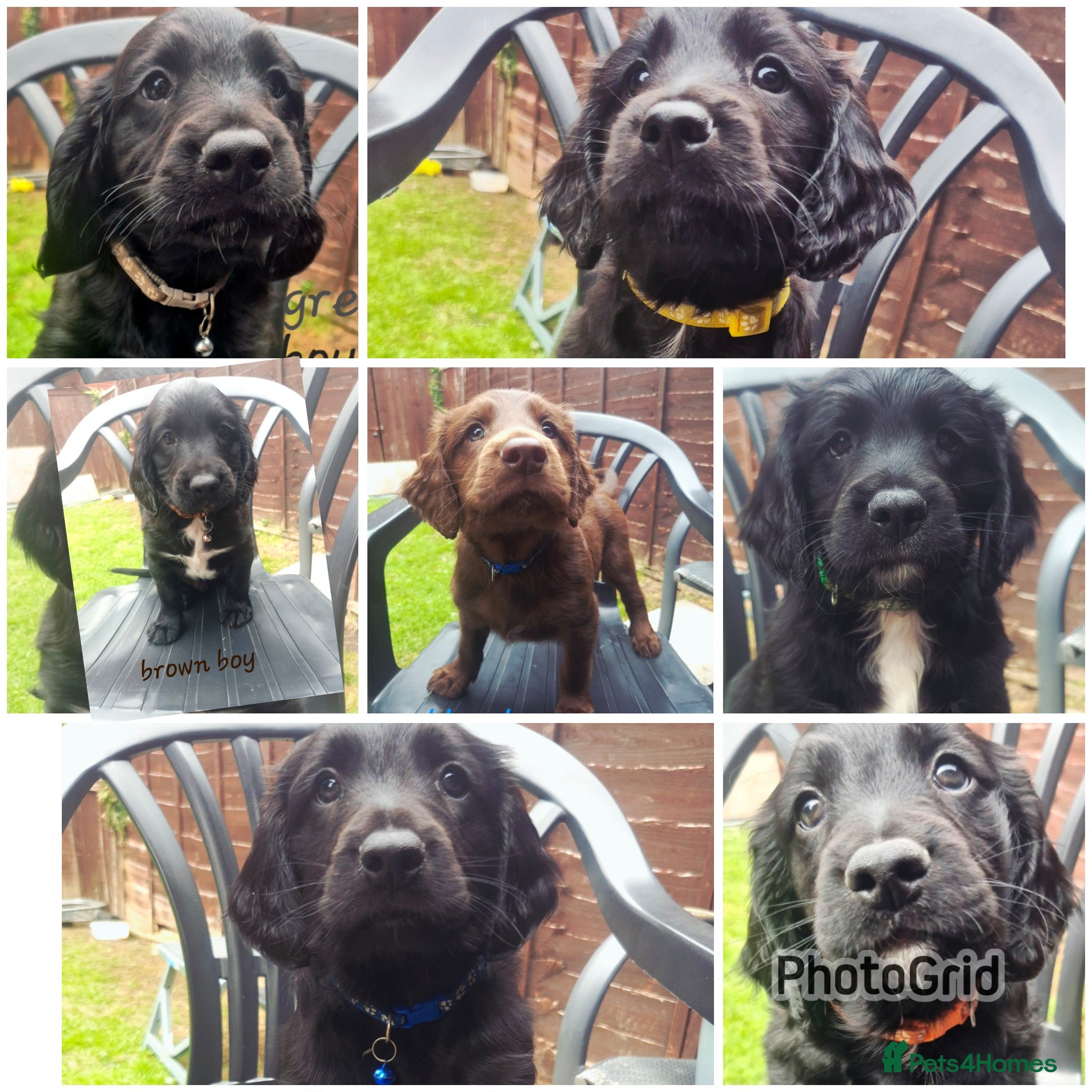 Sprocker dogs Sprocker Puppies Cocker Spaniel x Springer Spaniel - Advert 1