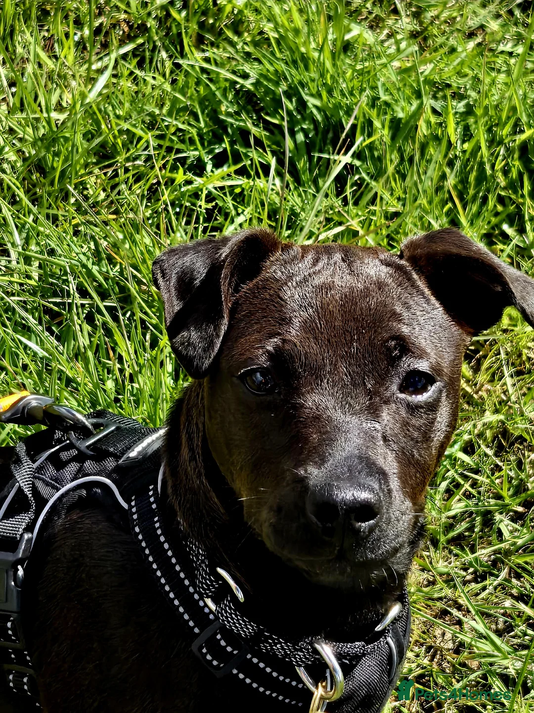 Patterdale Terrier dogs for sale: Patterdale Girl - Advert 2
