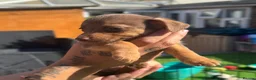 Jack Russell dogs for sale: Miniature Jack Russell puppy’s for sale  - Advert 24