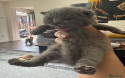 British Shorthair cats for sale: Five cute and naughty kittens for sale - Image 5
