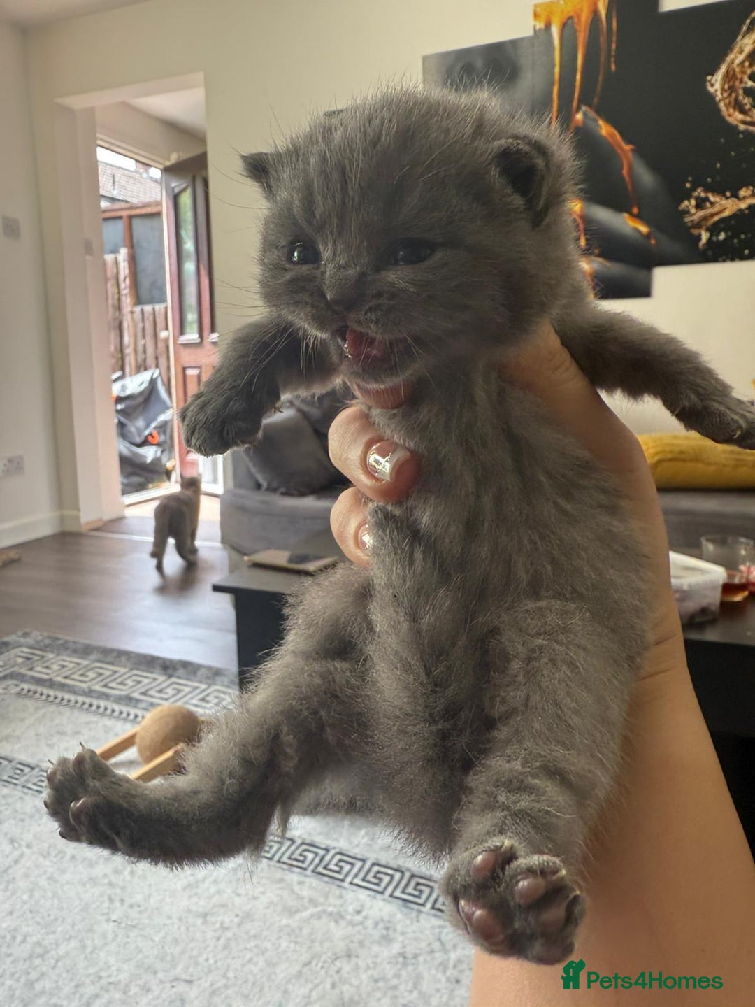 British Shorthair cats for sale: Five cute and naughty kittens for sale - Image 5