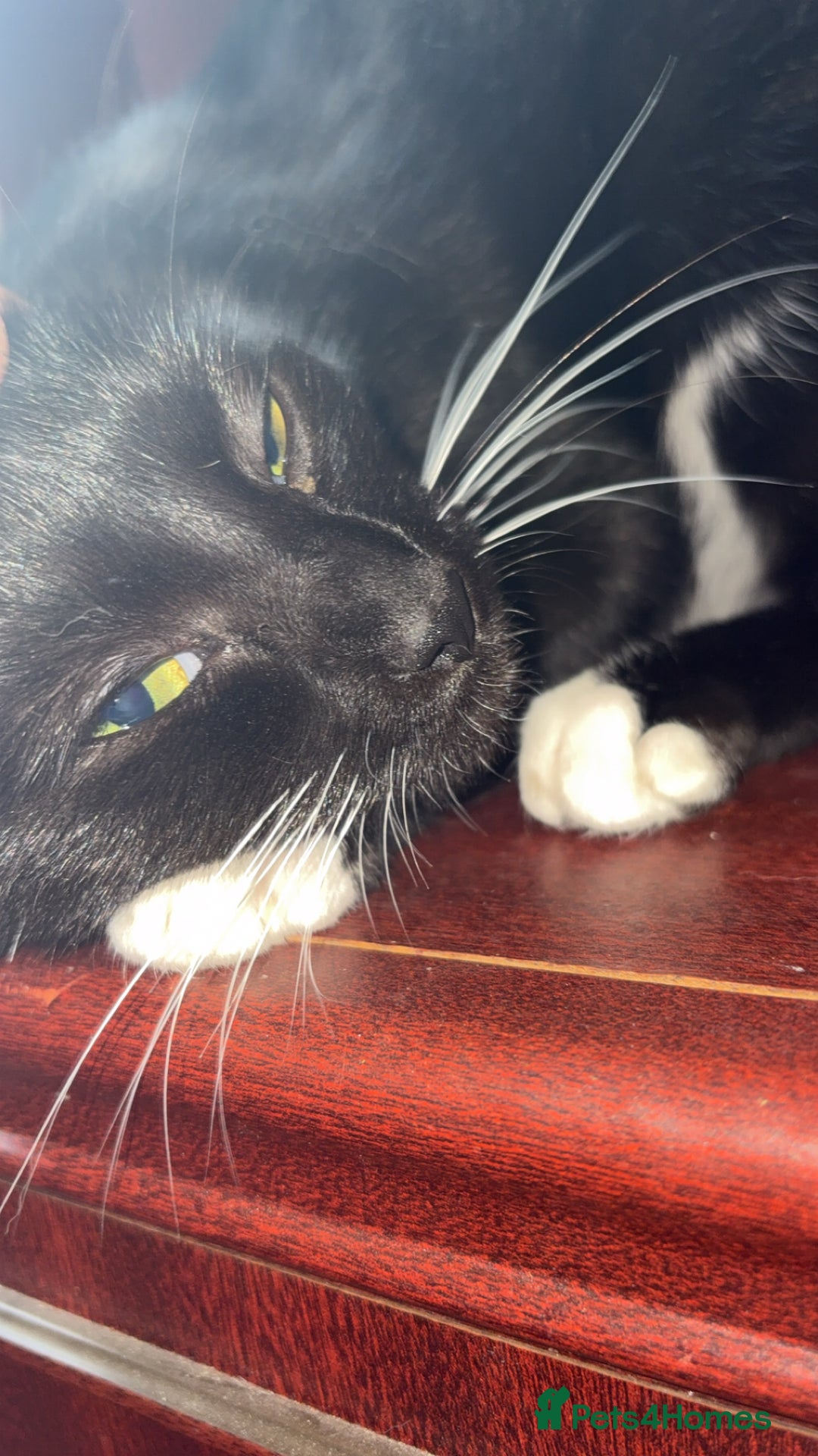 British Longhair cats for sale: Rescue kittens🧡 - Image 6