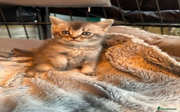 Mixed Breed cats for sale: Maine coon x Scottish fold kittens - Image 13