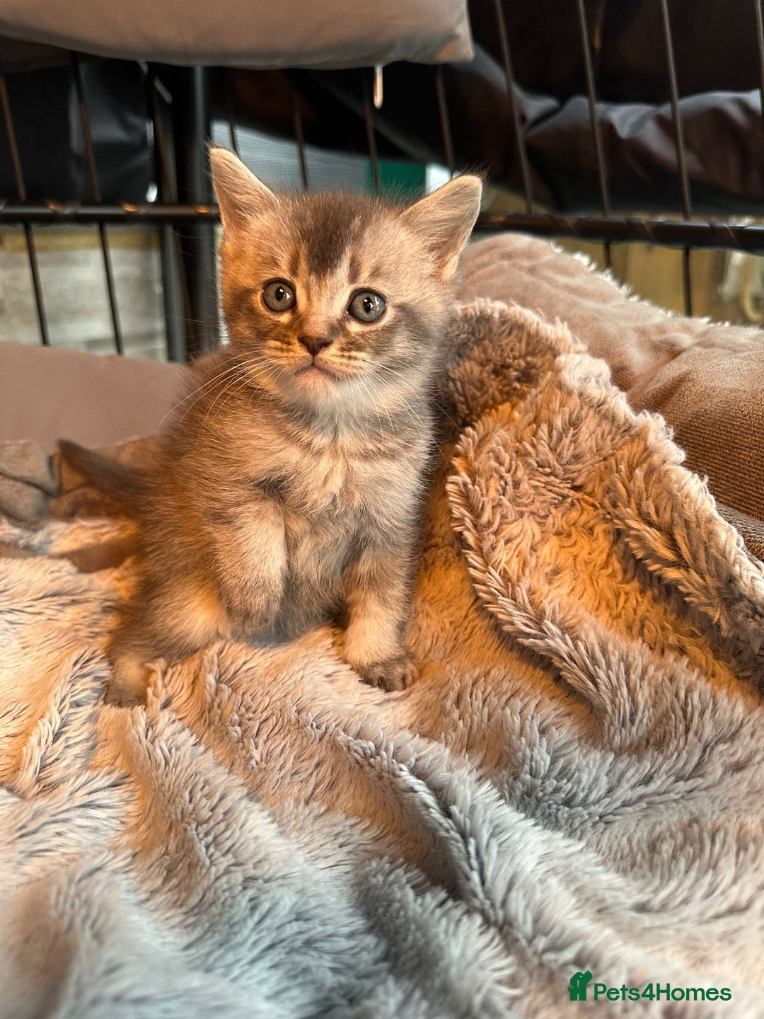 Mixed Breed cats for sale: Maine coon x Scottish fold kittens - Image 13