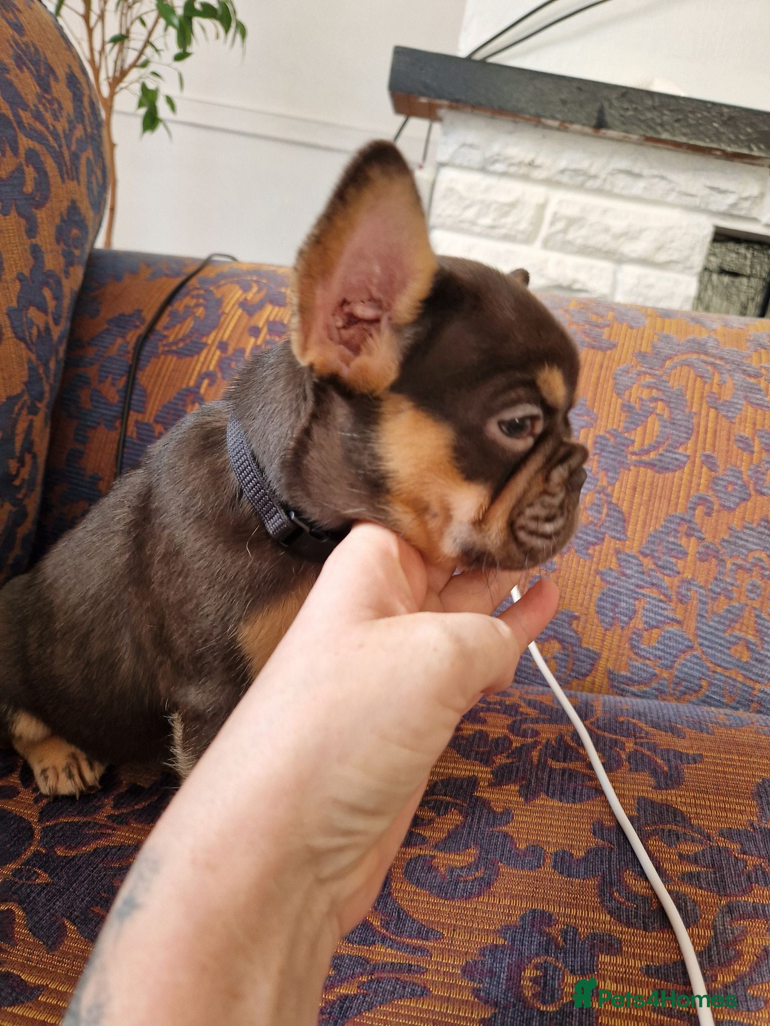 French Bulldog dogs !REDUCED!⭐️Coco&Nero⭐️   Ready Now! - Advert 2