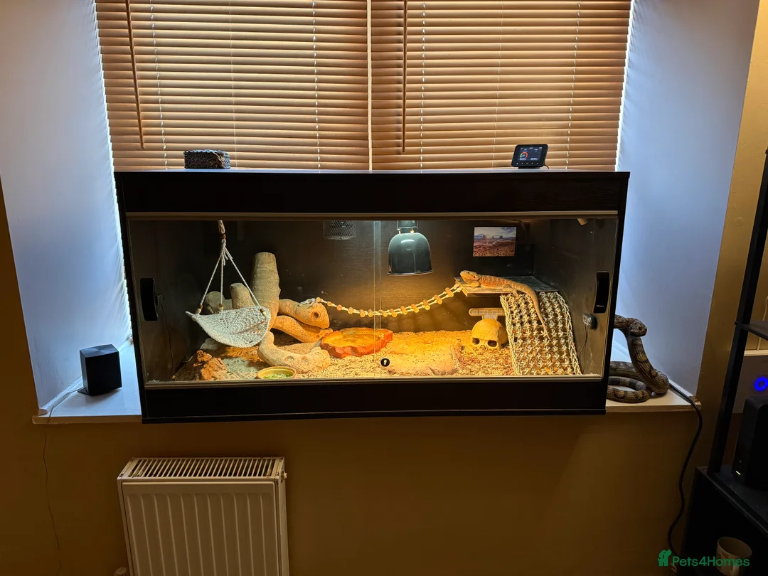 Bearded Dragon reptiles for sale: Bearded Dragon, Full Vivarium Set Up & Extras - Advert 2