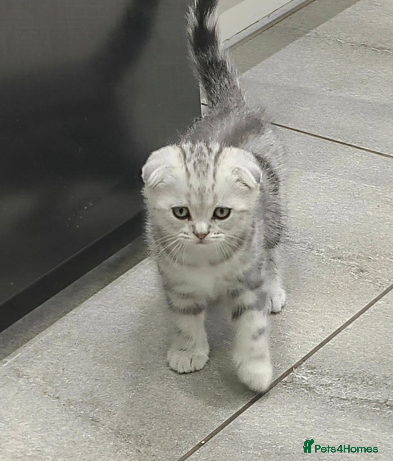 Scottish Fold cats Scottish Fold & Straight Kittens–Silver Tabby - Advert 2