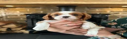 Cavalier King Charles Spaniel dogs for sale: Fully Health Tested Blenheim CKCS Puppies - Advert 20