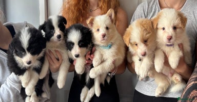 Border Collie dogs - Advert 7