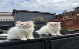 Persian cats for sale: 2 white Gorgeous Persian Boys - Image 32