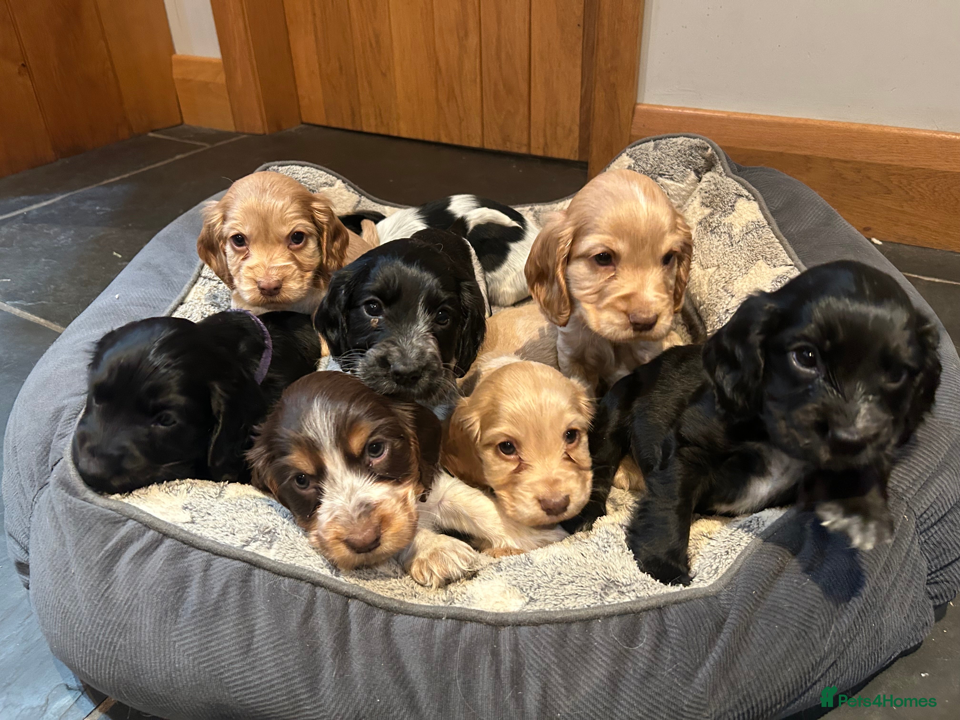 Cocker Spaniel dogs 4 girls 2 boys left Show cocker spaniels - Advert 4