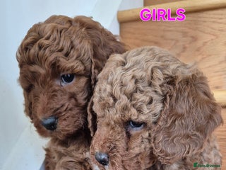 Mini Goldendoodle dogs F1b Red Miniature Goldendoodle tested parents - Advert 5