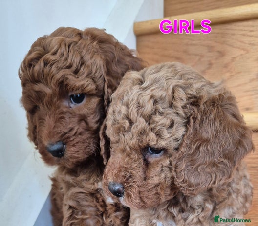 Mini Goldendoodle dogs - Advert 2