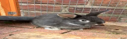 Mini Lop rabbits for sale: Mini Lop Girls - Advert 3