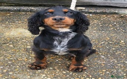 Cocker Spaniel dogs for sale: Outstanding cocker spaniel pups - Image 16
