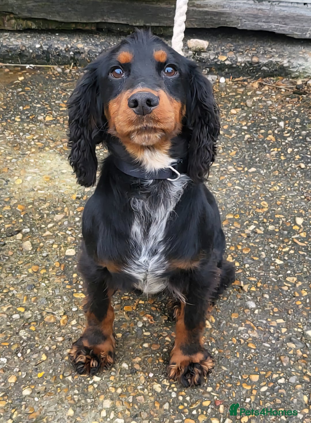 Cocker Spaniel dogs for sale: Outstanding cocker spaniel pups - Image 16