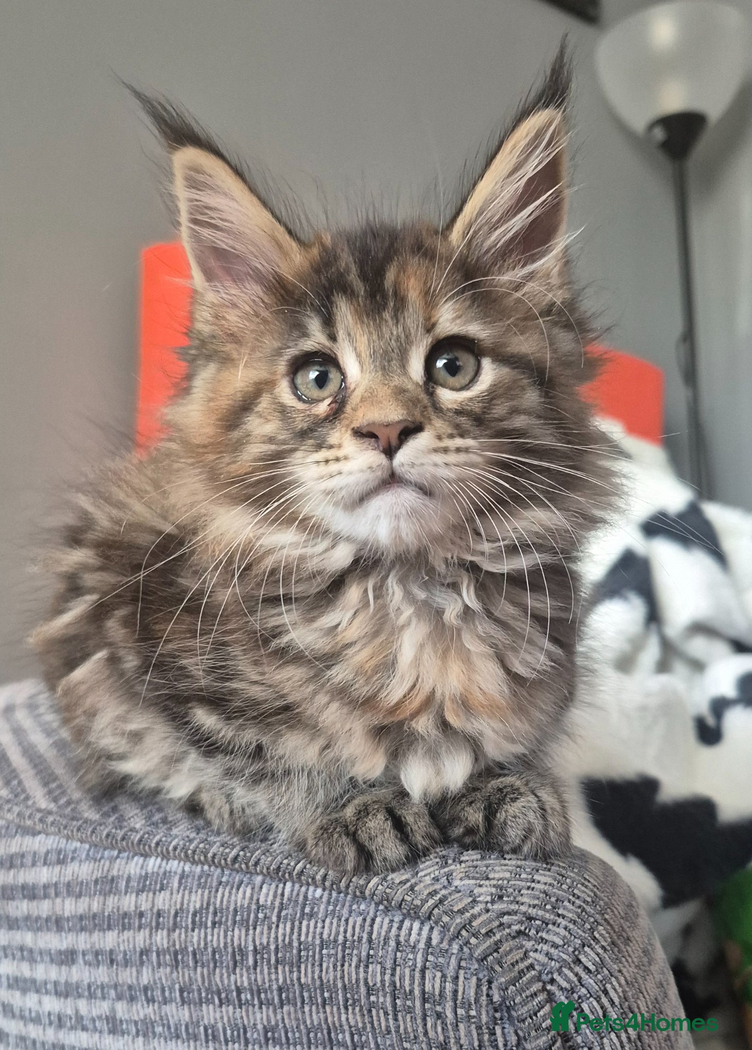 Maine Coon cats Stunning maine coon girl - Advert 4