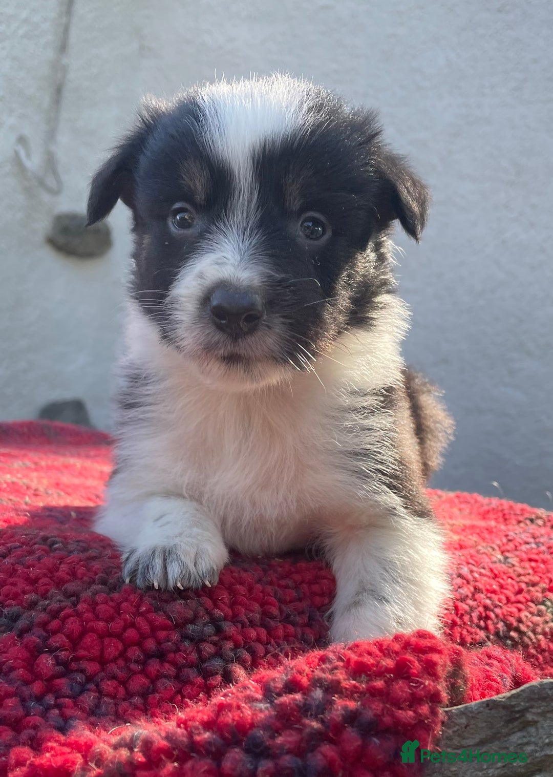 Border Collie dogs for sale: ISDS Registered Male puppies  - Image 2