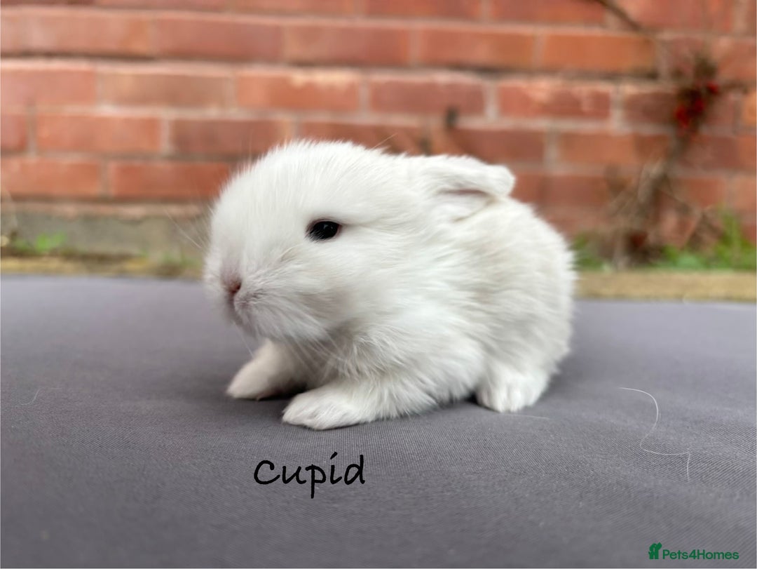 Mixed Breed rabbits for sale: Beautiful Baby Rabbits  - Advert 4