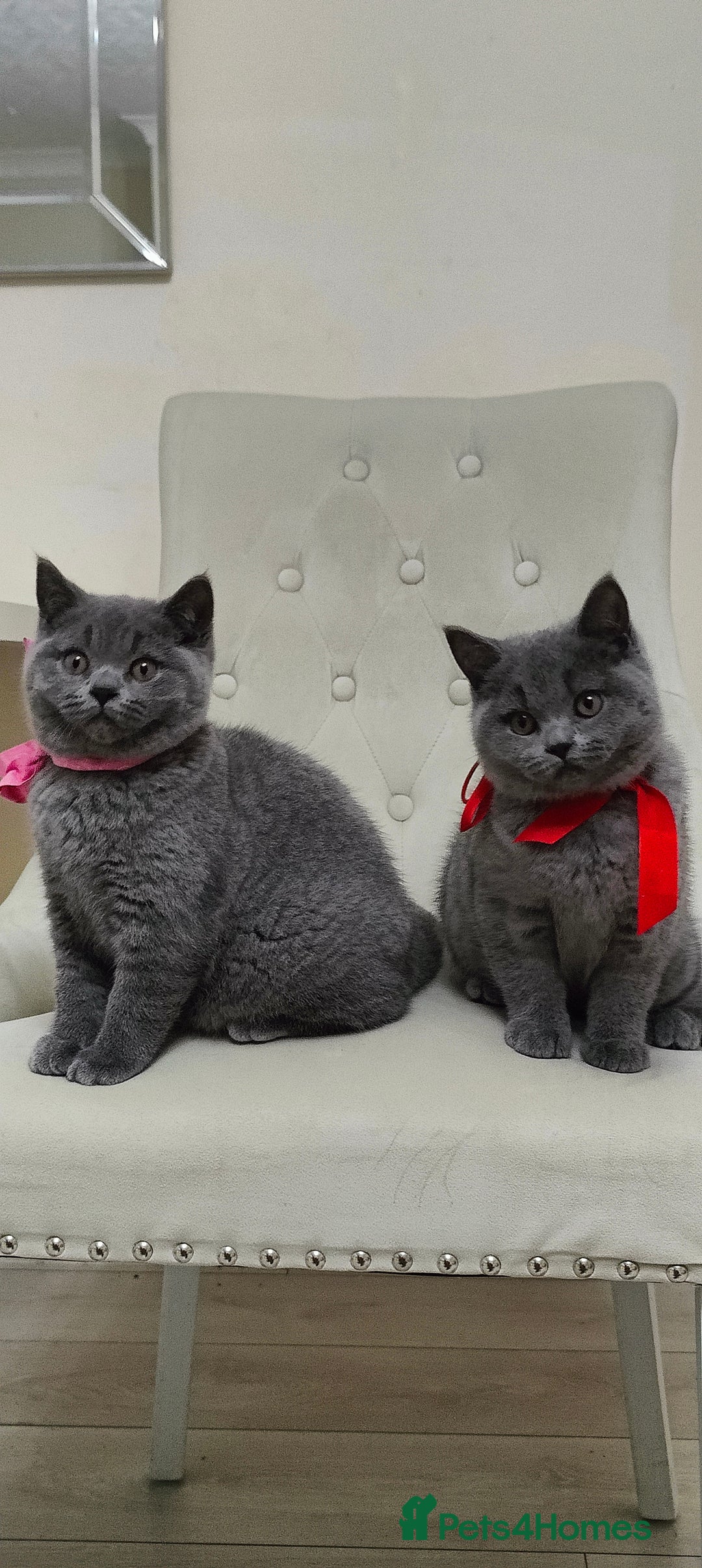 British Shorthair cats for sale: Ready Now British shorthair Amazing kittens - Advert 2