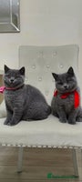 British Shorthair cats Ready Now British shorthair Amazing kittens - Advert 9