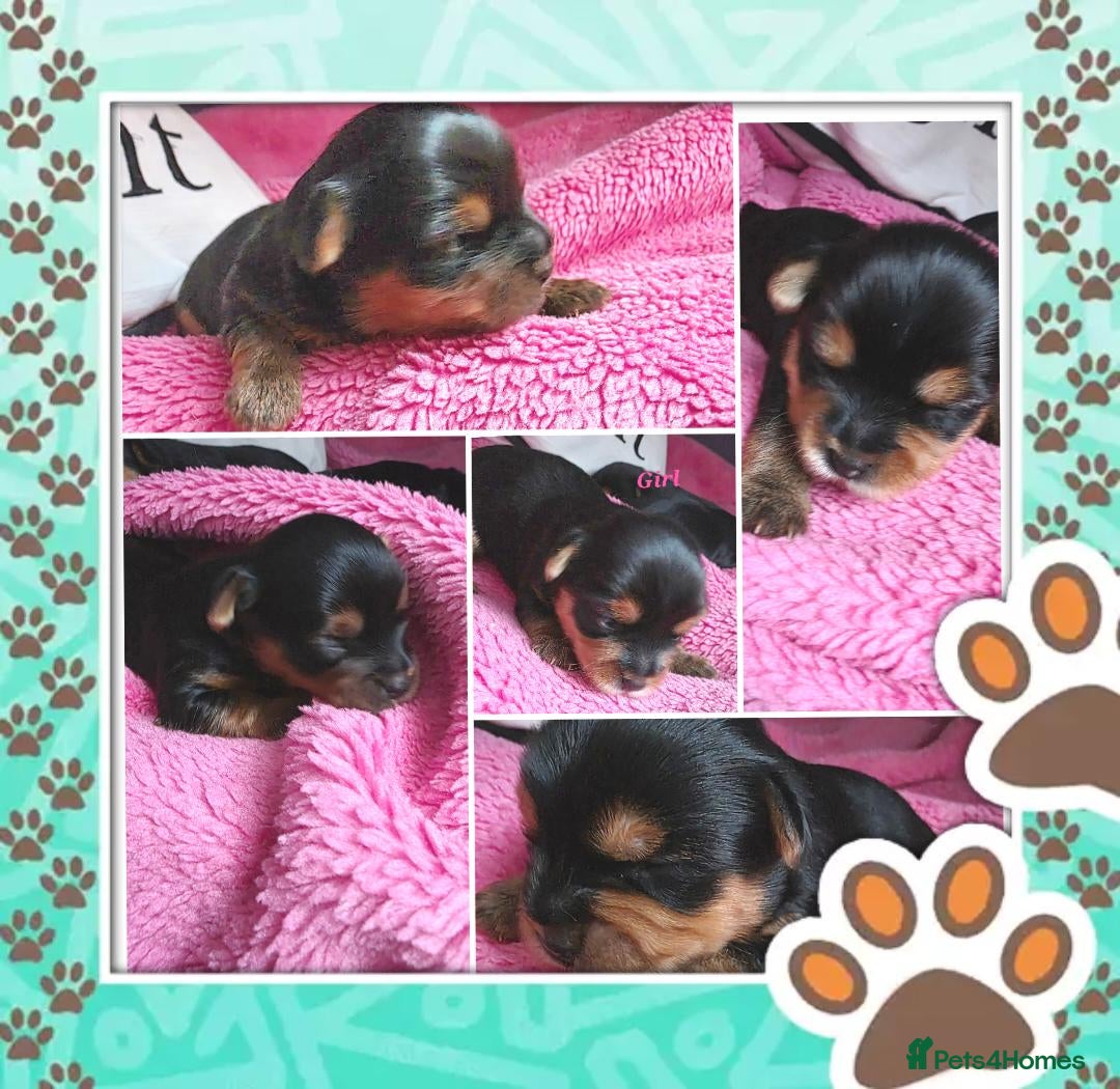 Yorkshire Terrier dogs 💕Yorkshire Terrier puppies.💕 - Advert 3