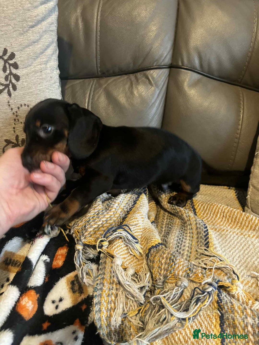 Miniature Dachshund dogs for sale: Miniature Dachshund Puppies ready to go 3/12/25 - Advert 31